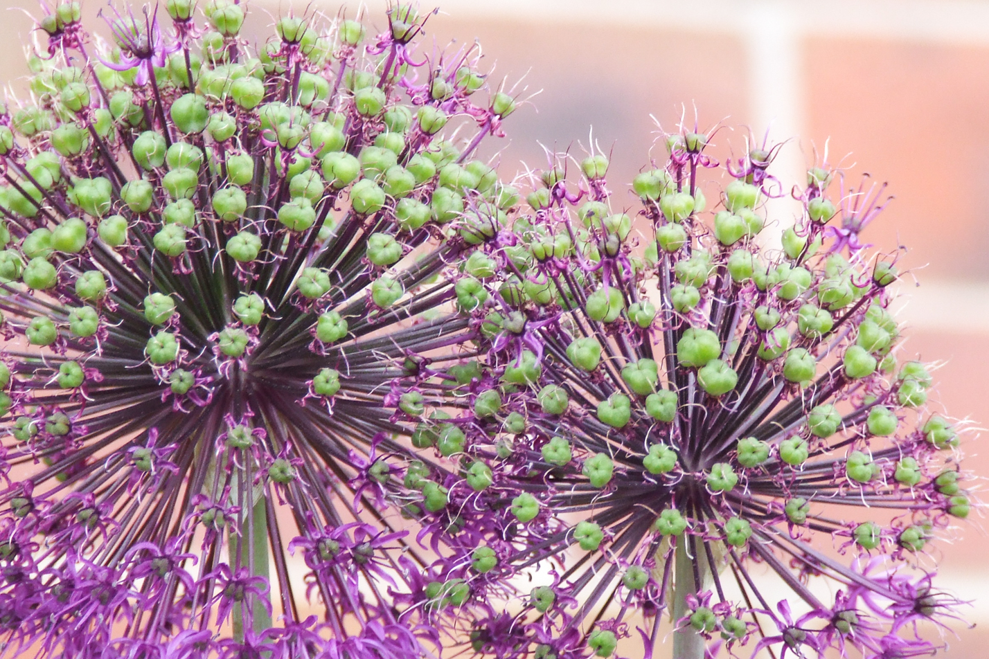 Purple Sensation Allium